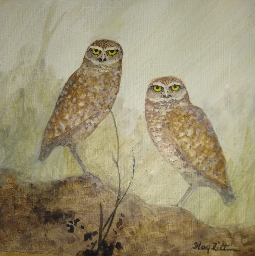 Burrowing Owls1000.jpg