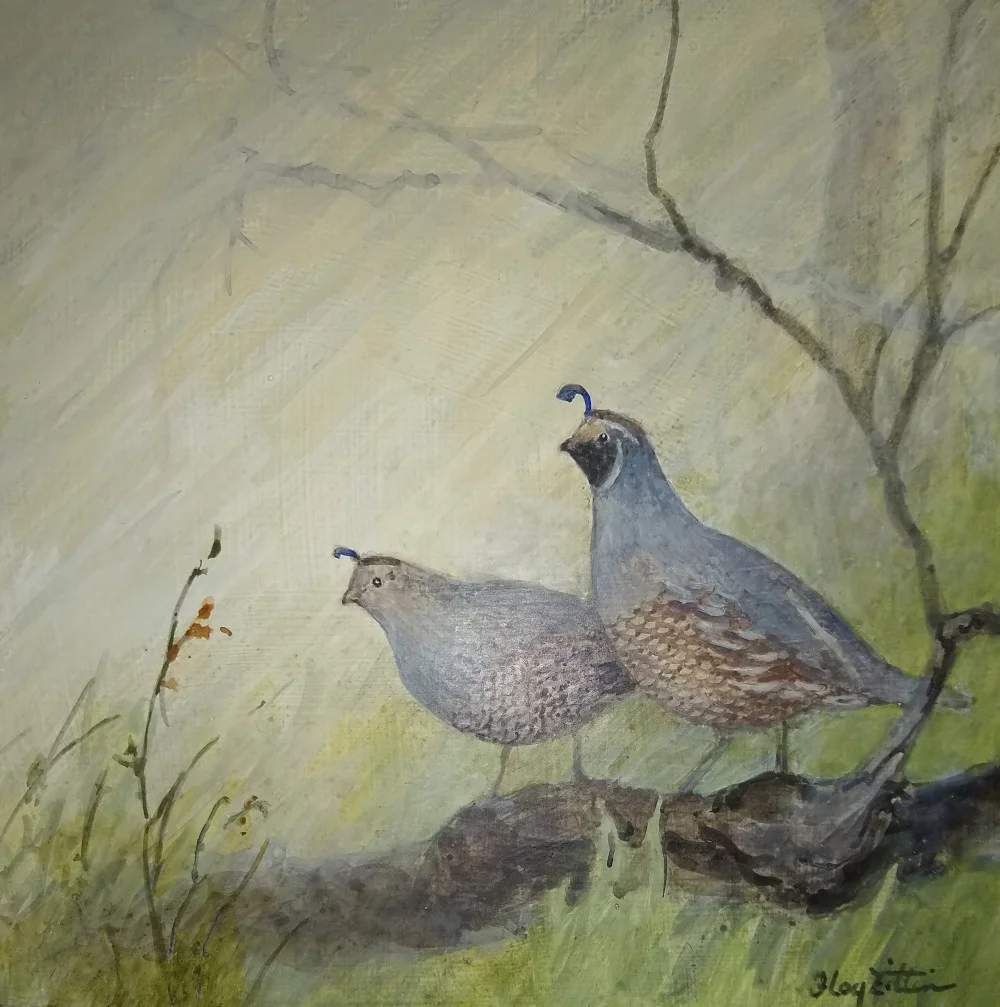 Quail at Dusk1000.jpg