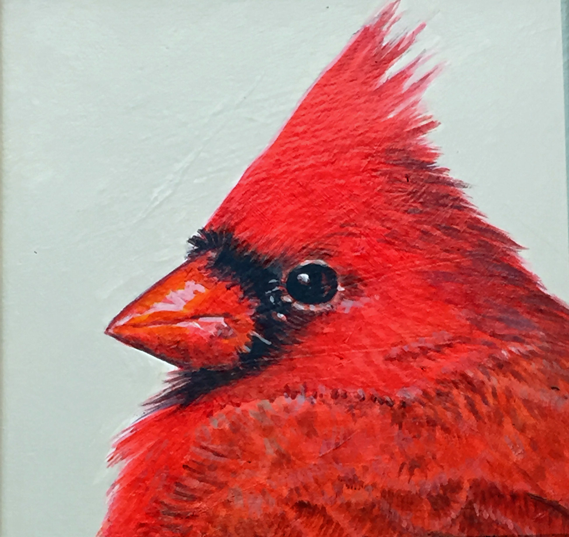 Cardinal 6x6.JPG