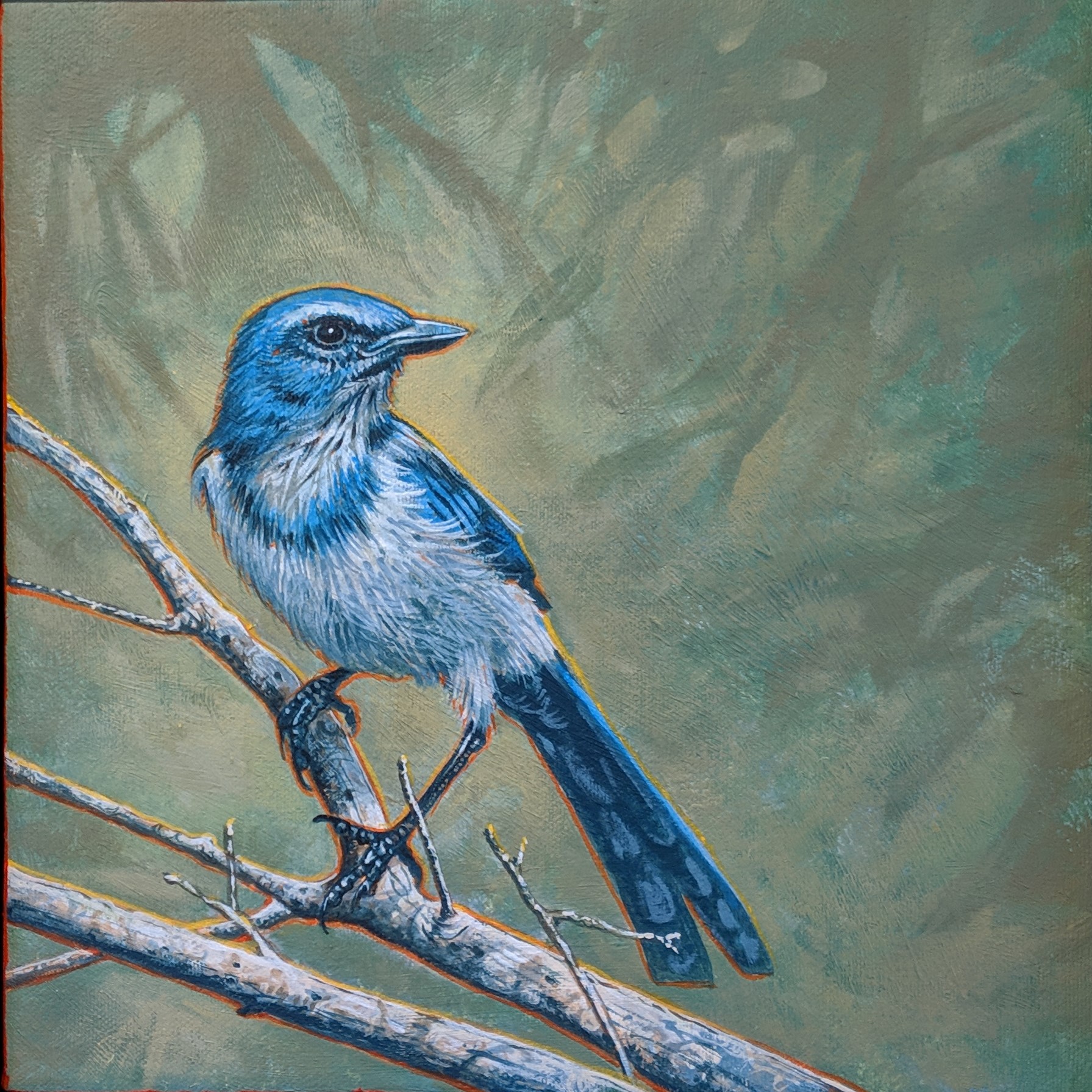 Scrub Jay 10x10.jpg