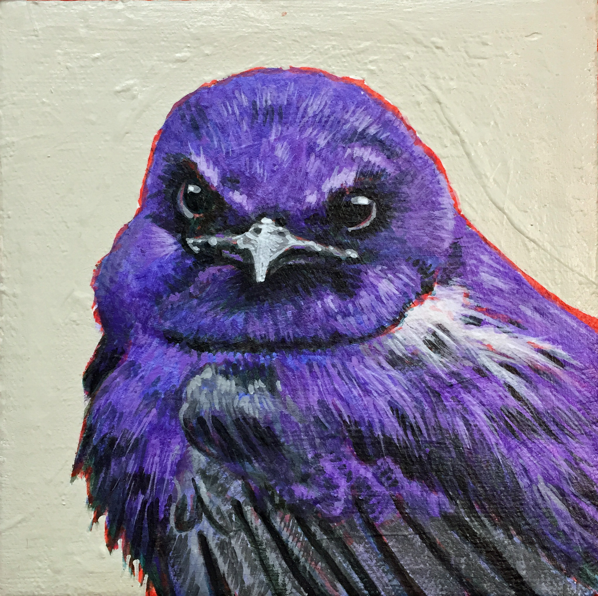 Purple Martin 6x6.JPG