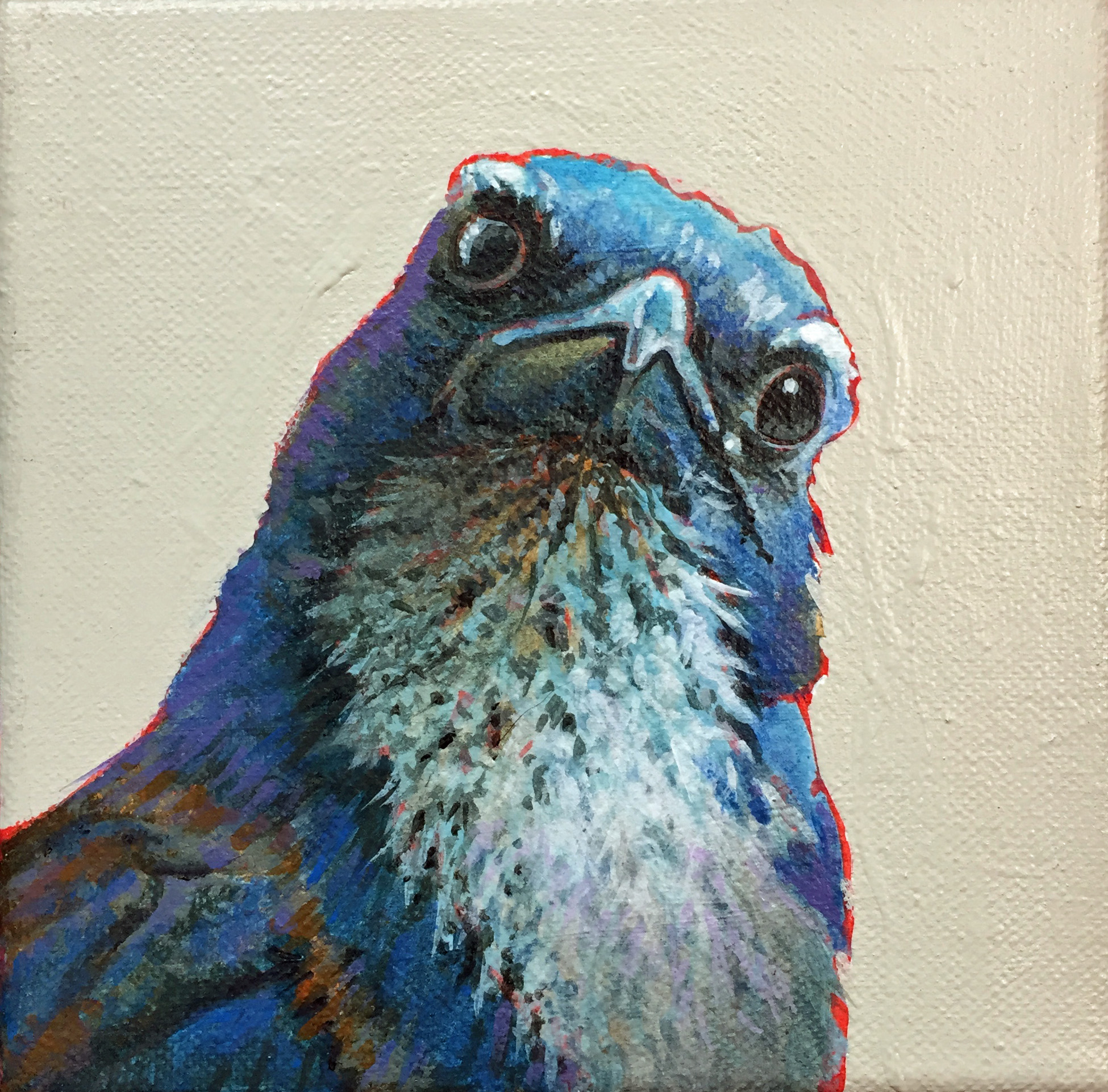 Scrub Jay 6x6.JPG