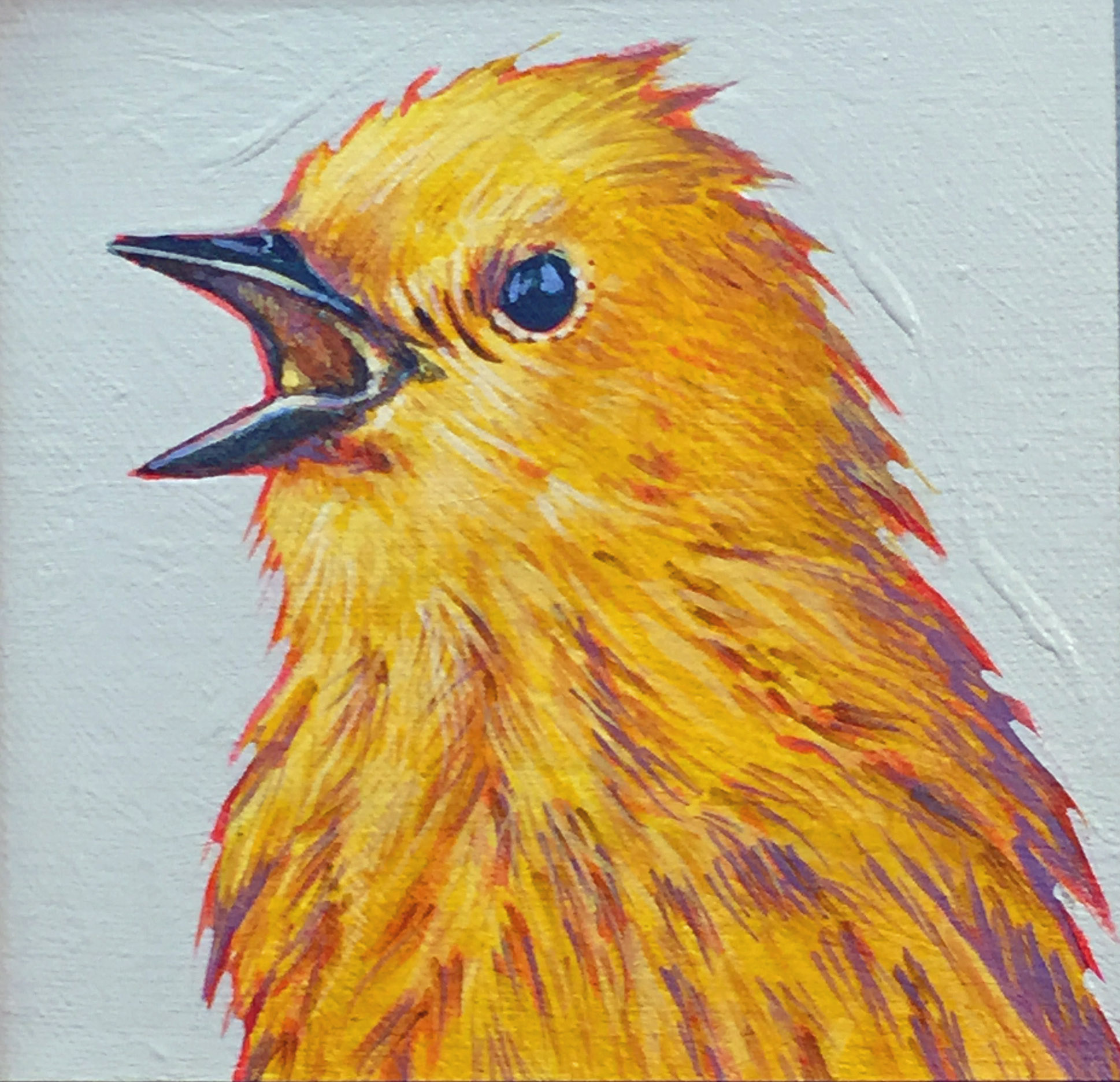 Yellow Warbler 6x6.JPG