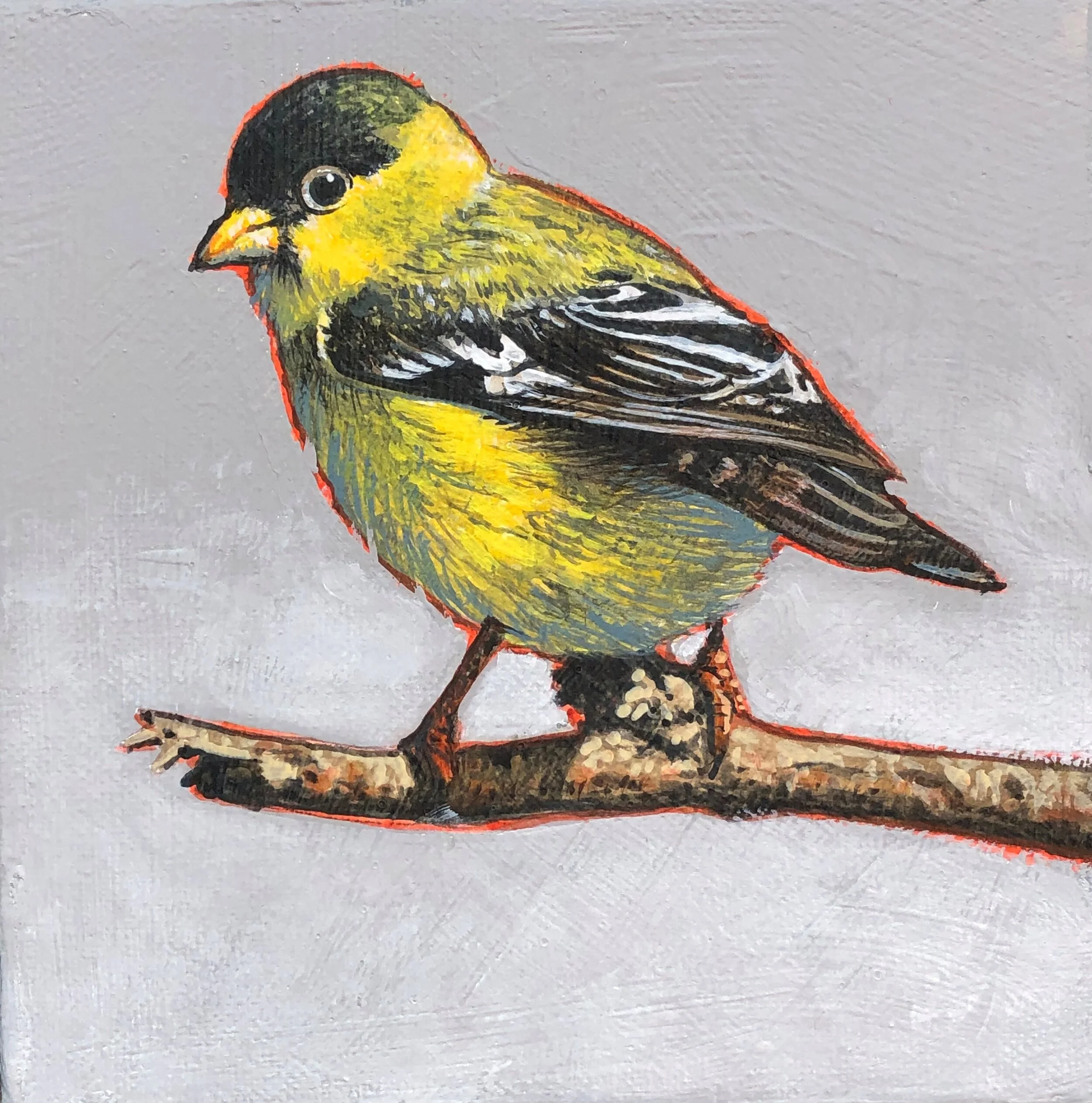 Lesser Gold Finch 6x6.JPG