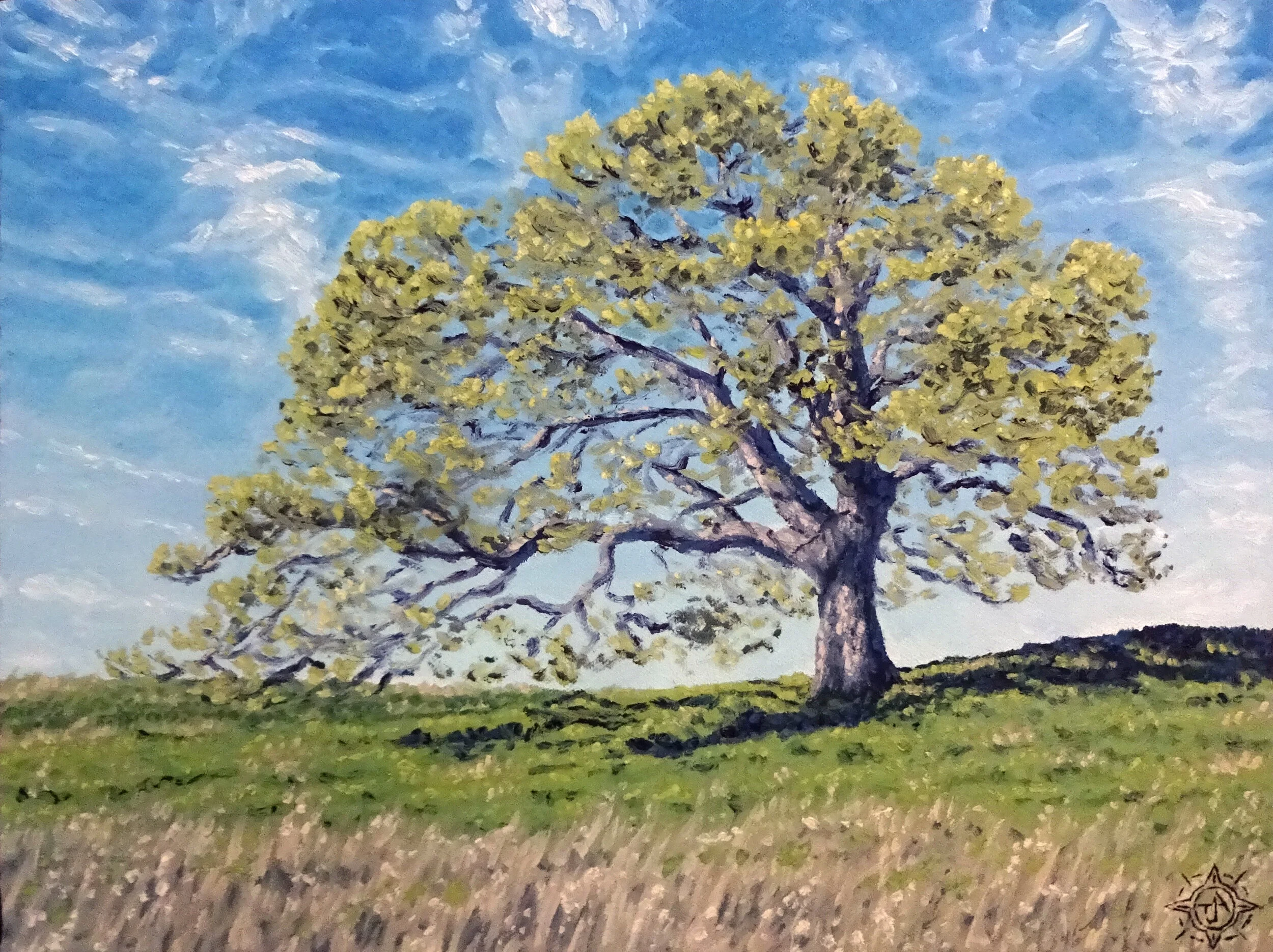 221 Blue Oak Awakening, Mount Diablo.JPG