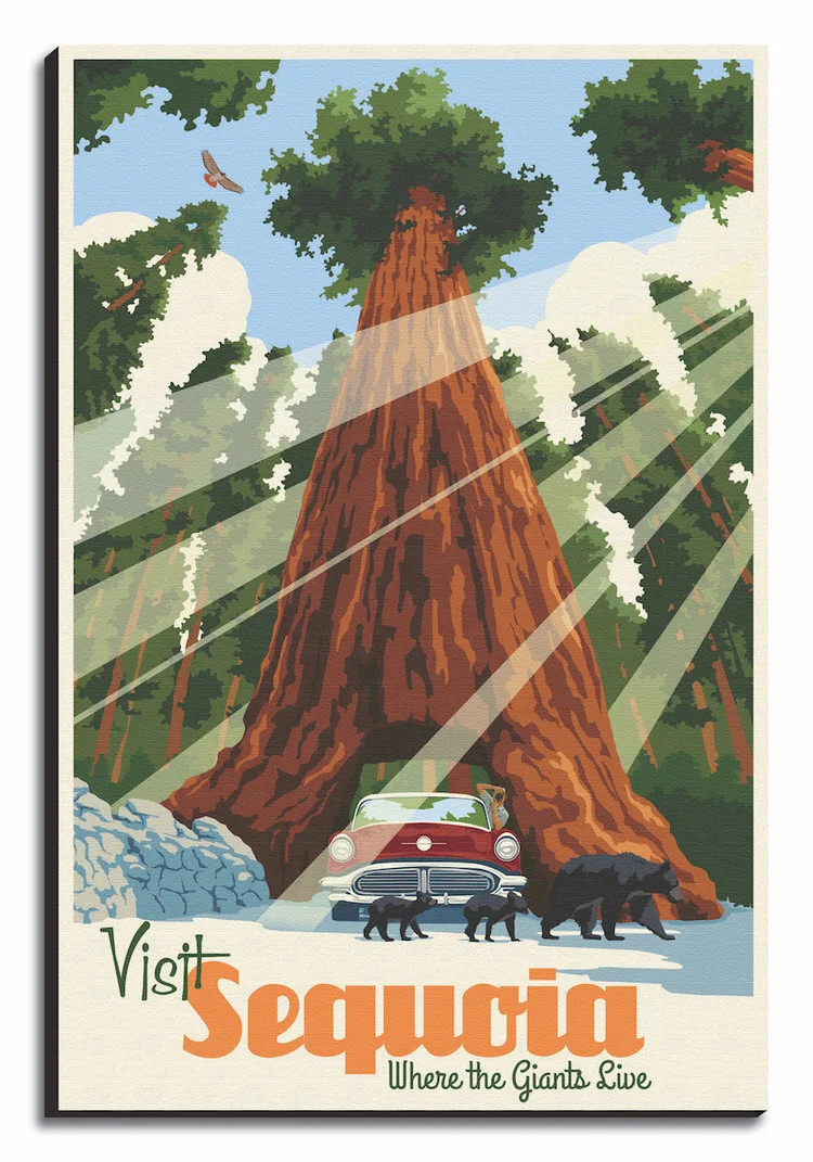 Sequoia+Canvas.jpg