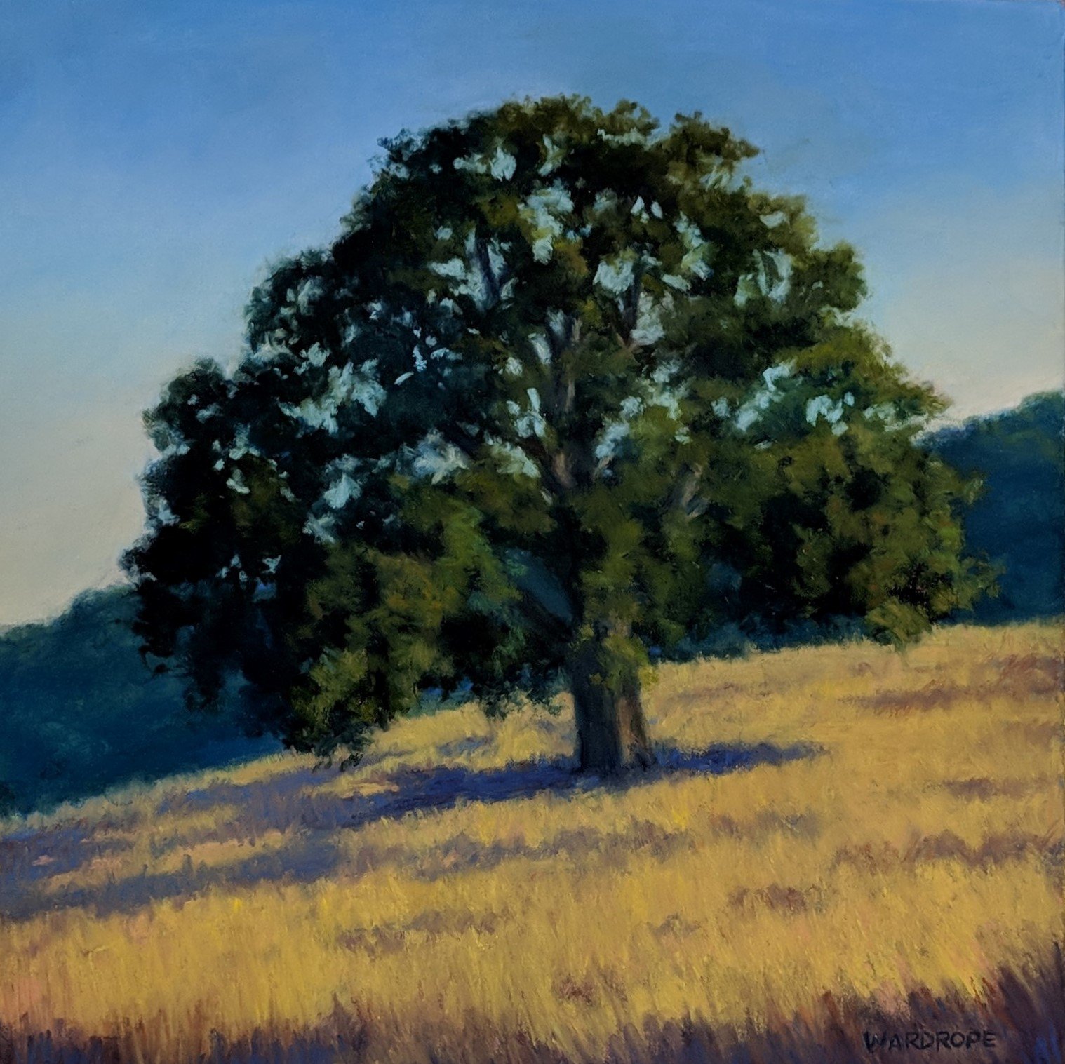 Foothill Oak 12 x 12.jpg