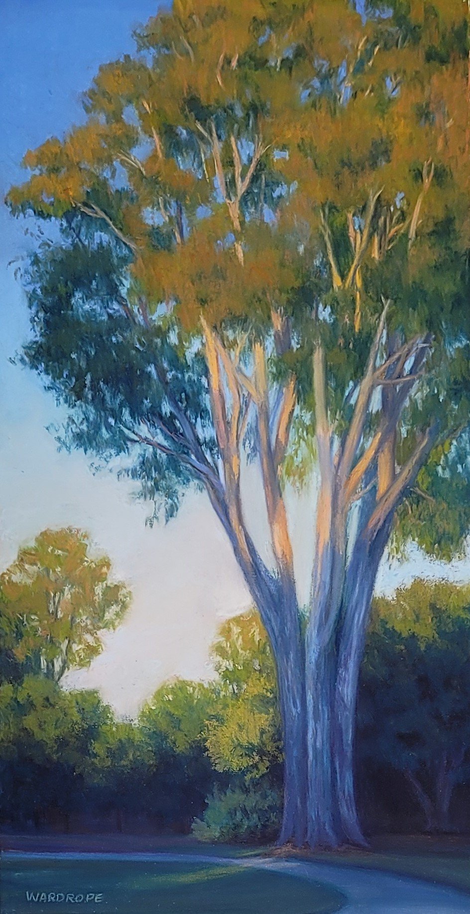 Eucalyptus.jpg