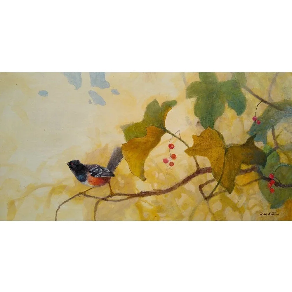 Spotted+Towhee1000.jpg
