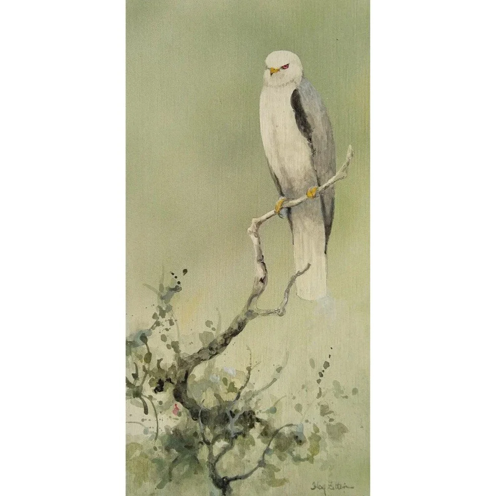 White-tailed+Kite1000.jpg