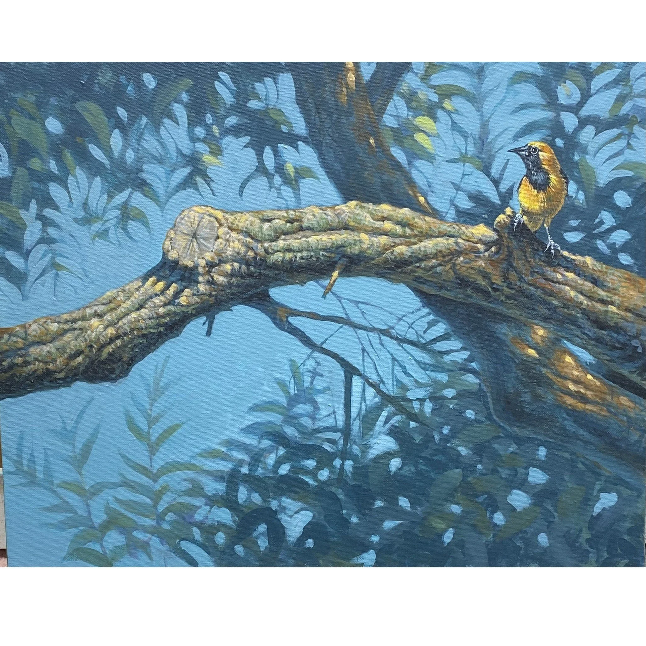 Hooded Oriole 16 x 20.jpg