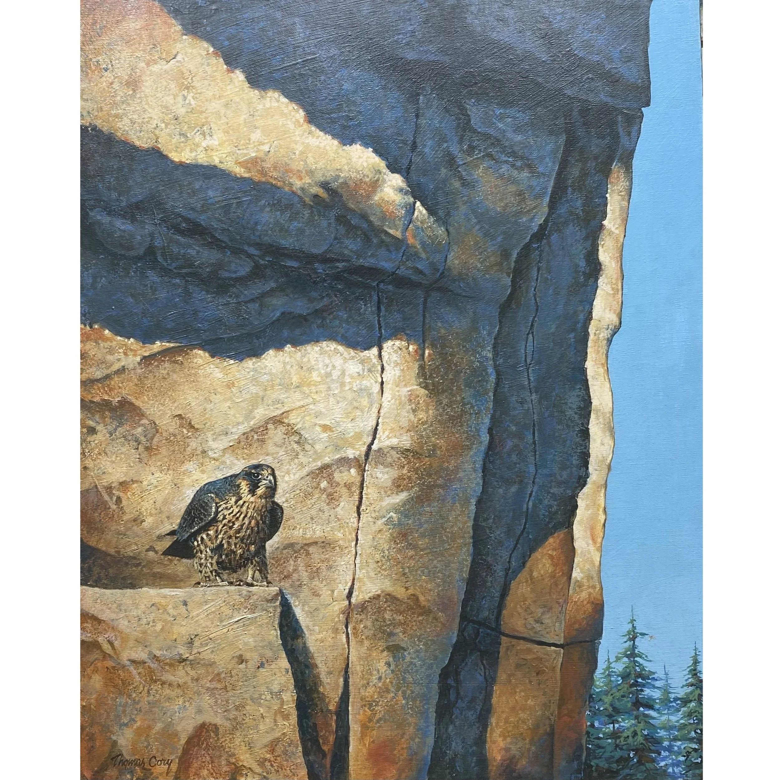 Peregrine Falcon 30 x 24.jpg