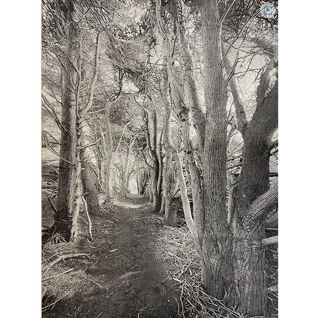 Cypress Trail Black Edition.jpg