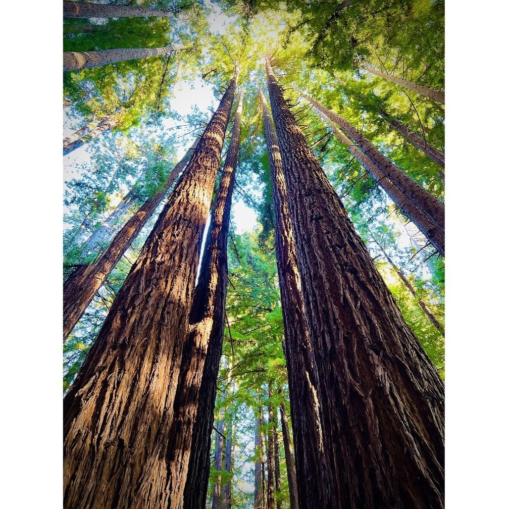 Marin Redwoods_23_1 rd.jpg