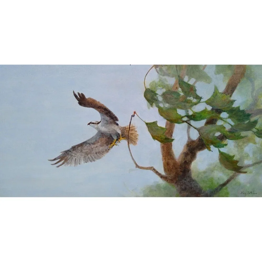 Osprey1000.jpg