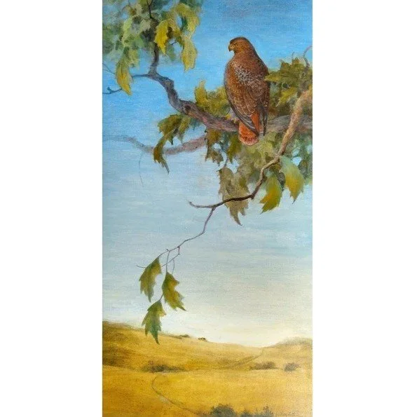 Red-tailed+Hawk1000.jpg