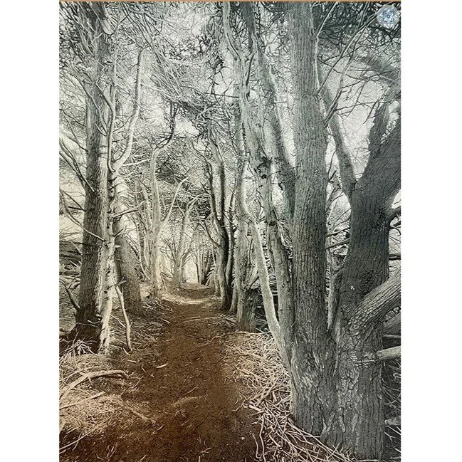 Cypress Trail A La Poupee Edition.jpg