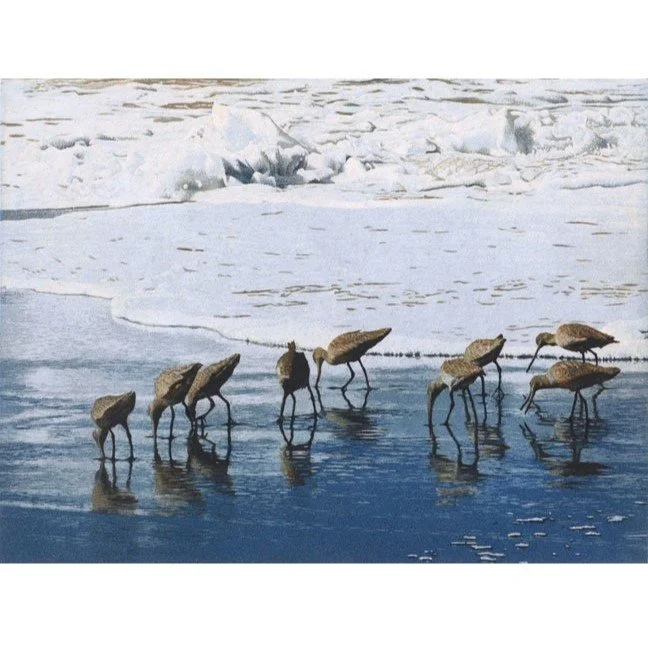 Shorebirds15.jpg