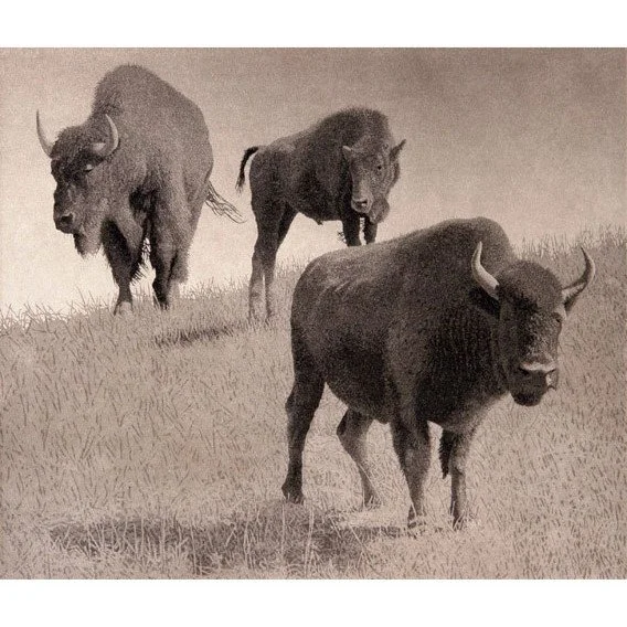 Bison11.jpg
