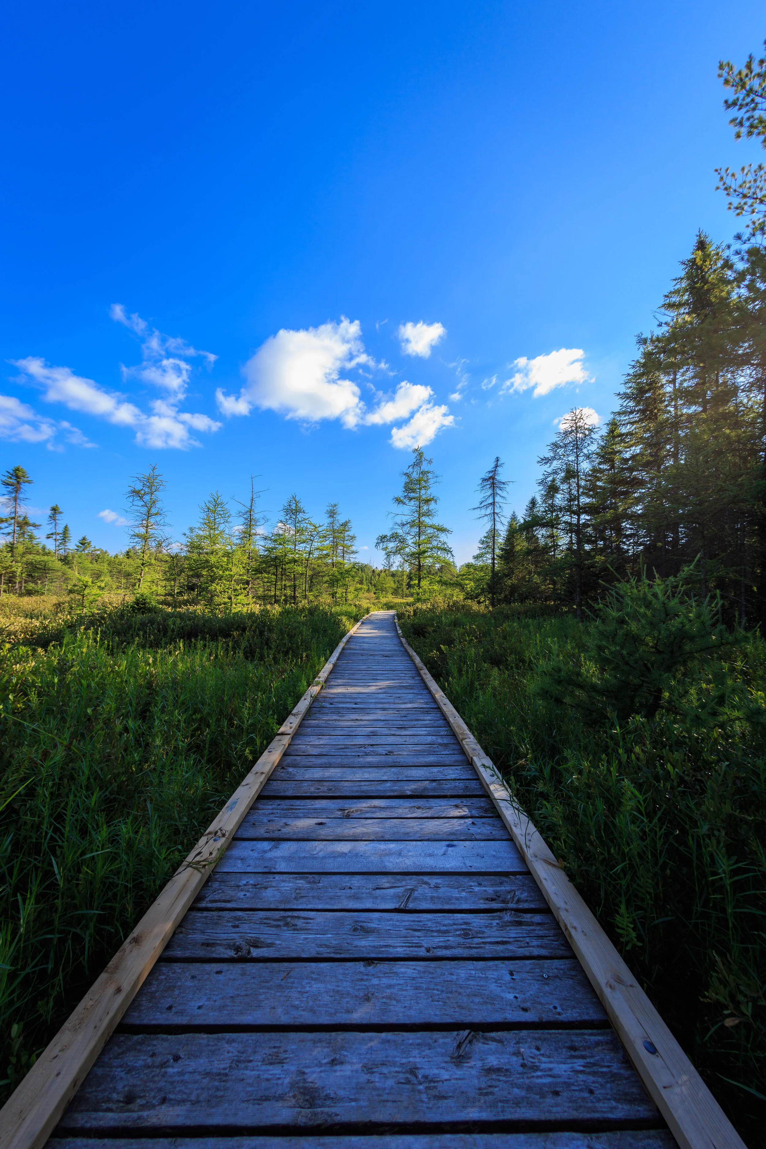 Sifton.Bog.10.jpg
