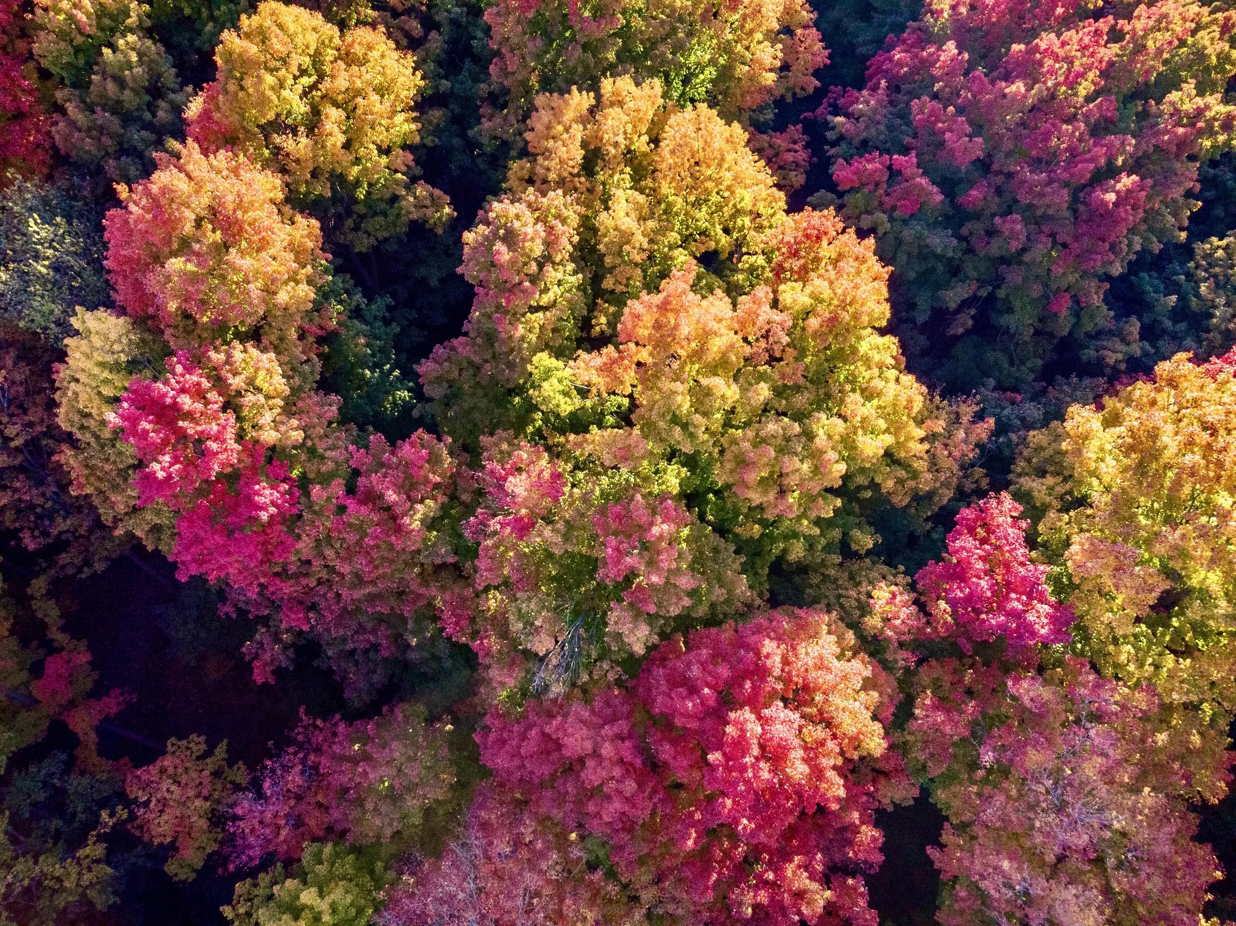 Top of Autumn Trees.3_Original.jpeg