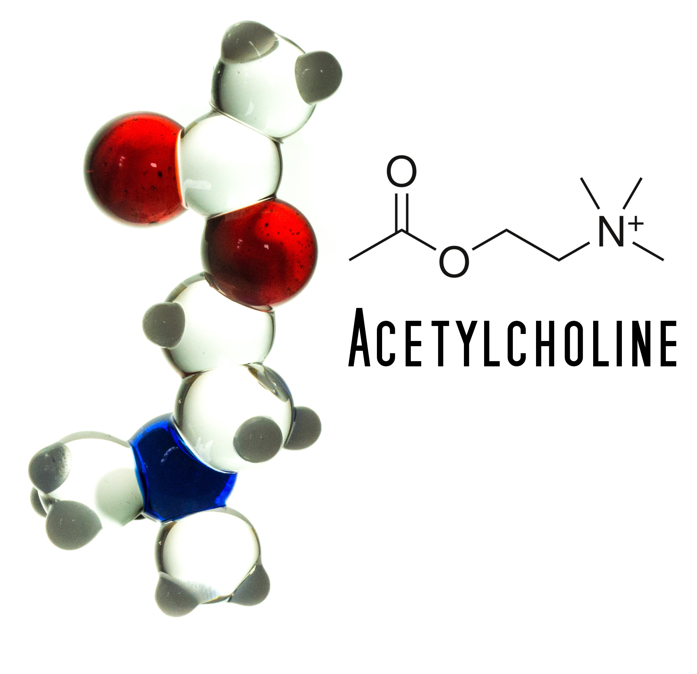 acetylcholine etsy.JPG