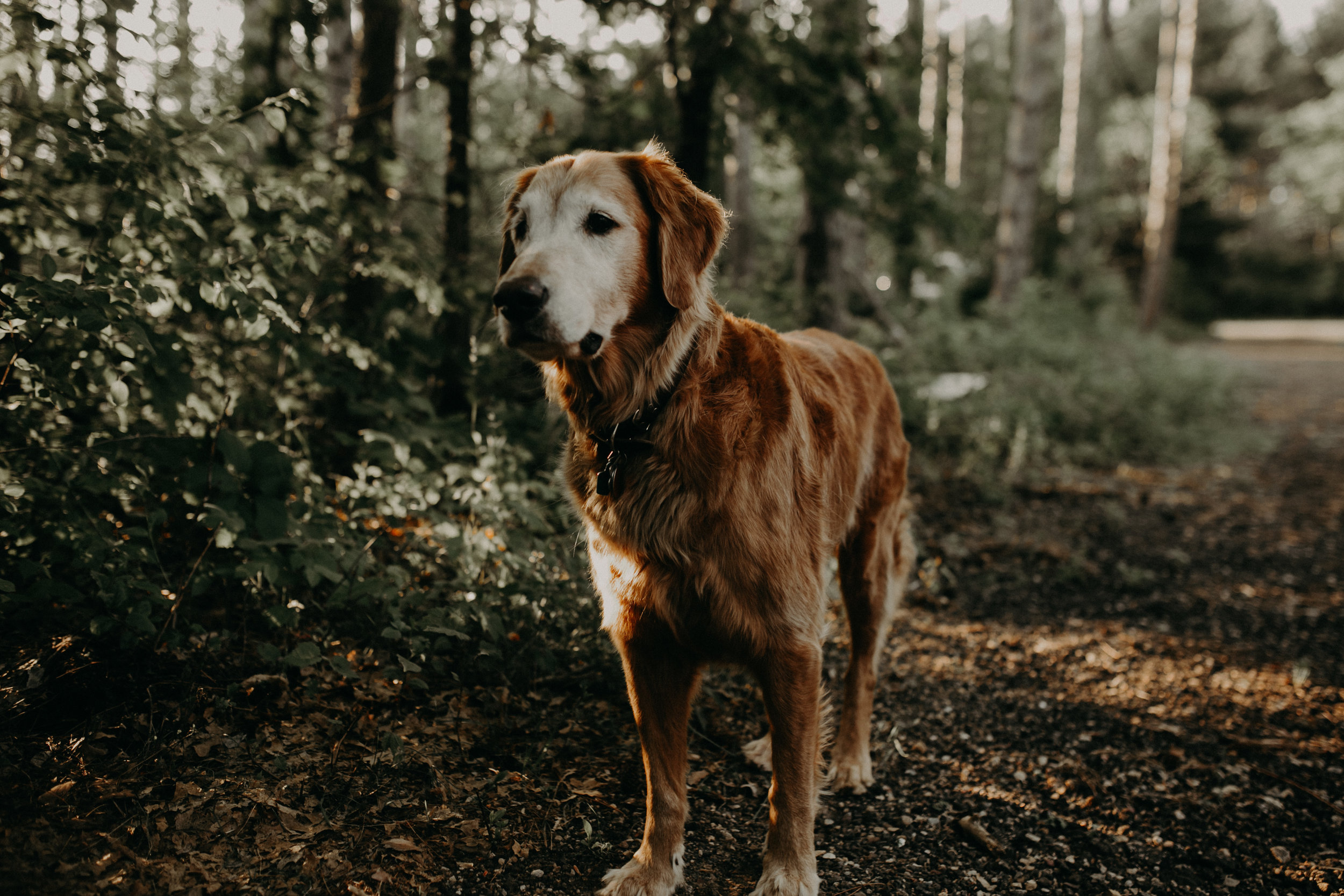 golden retriever Leroy in forest in River Falls WI