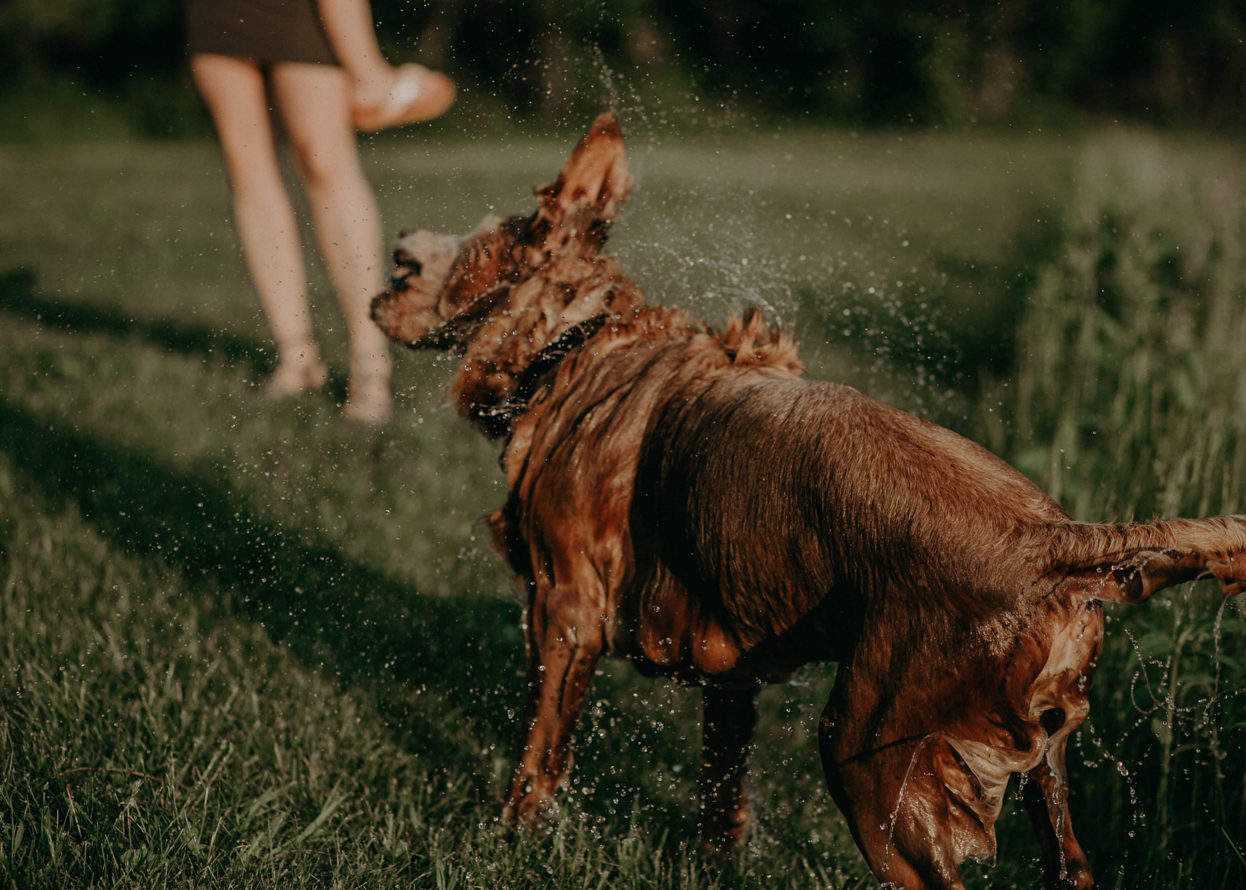 wet golden retriever shaking off water in River Falls WI pond