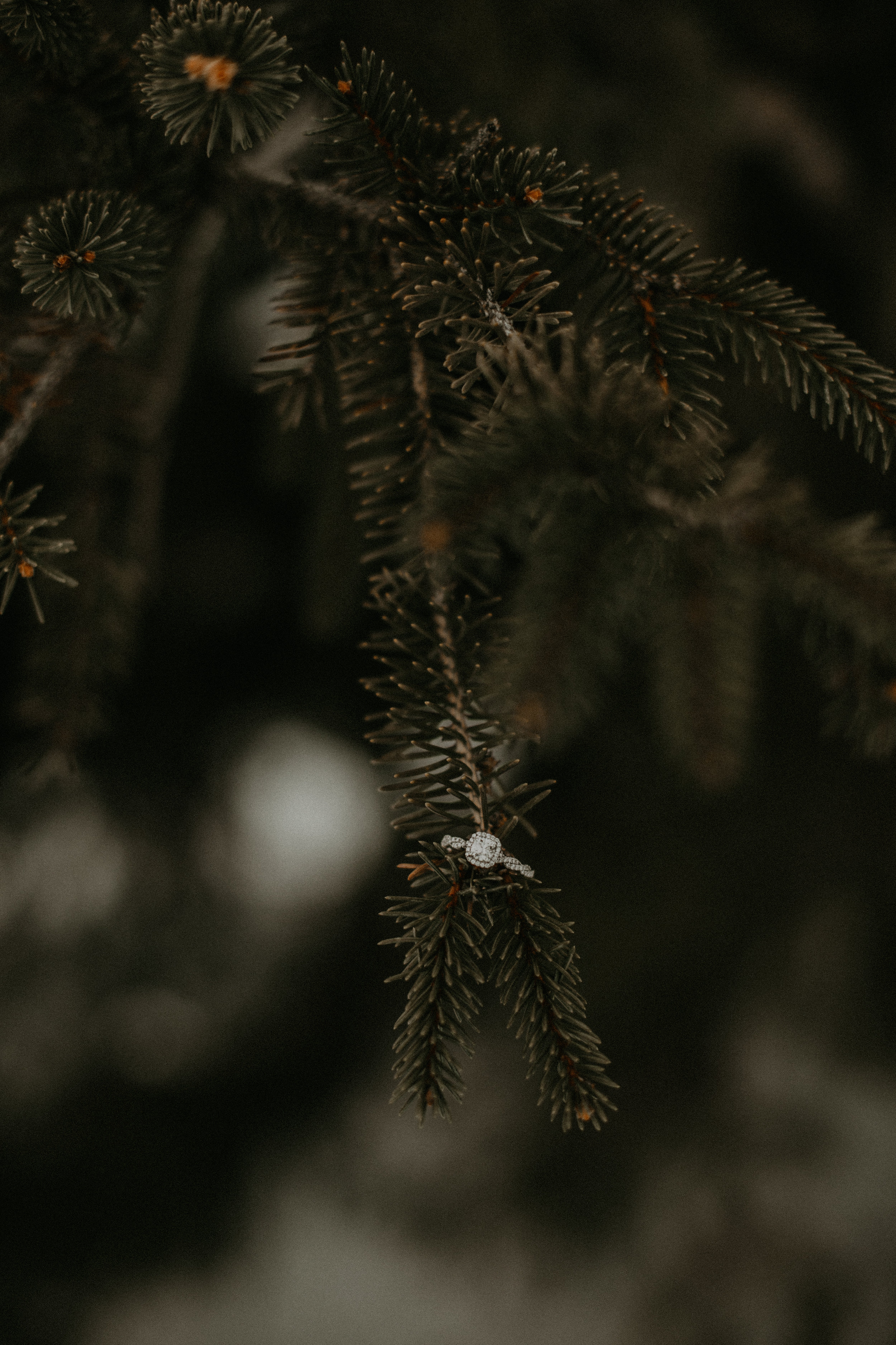  engagement ring on a pine tree in winter in Athens WI 