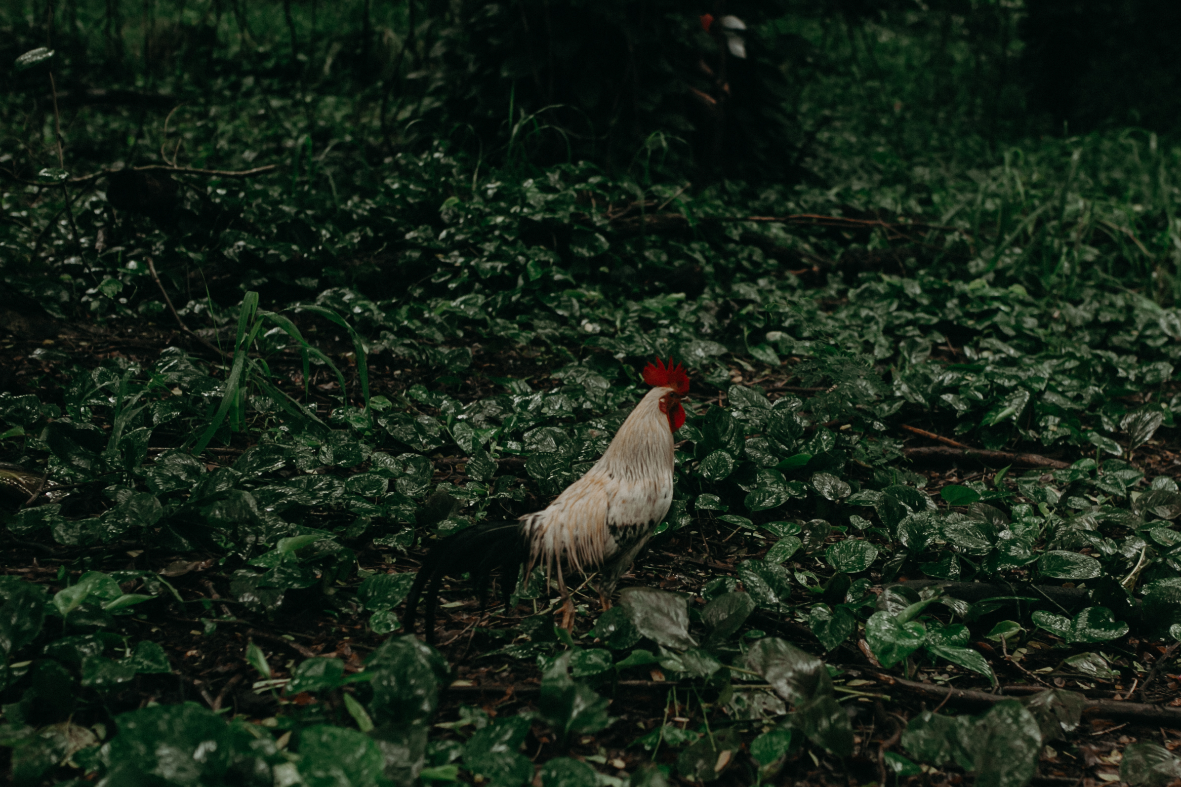  a chicken hangs out in the green lush forest of Honolua Bay in Maui 