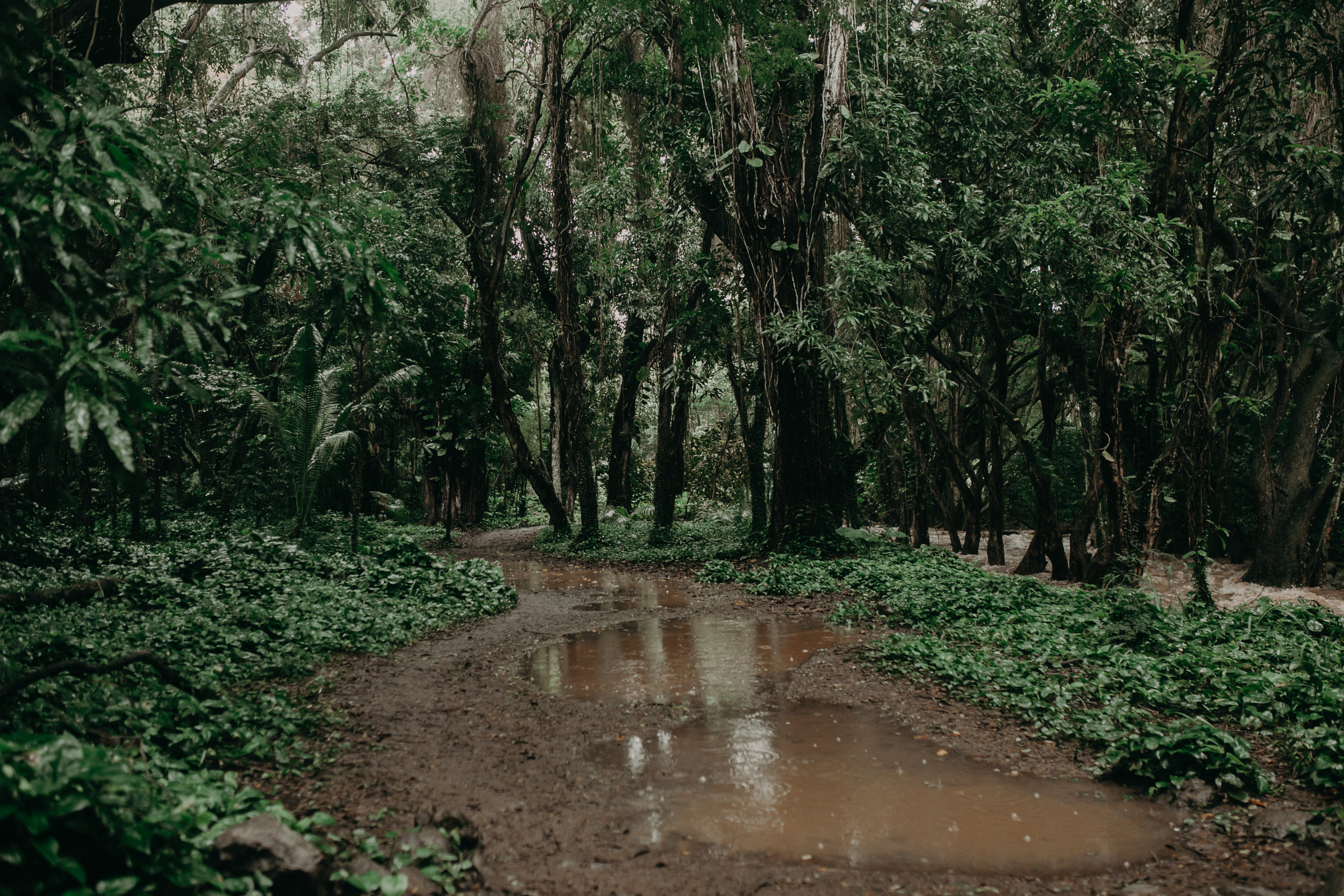 the pathway to Honolulu bay is muddy in February