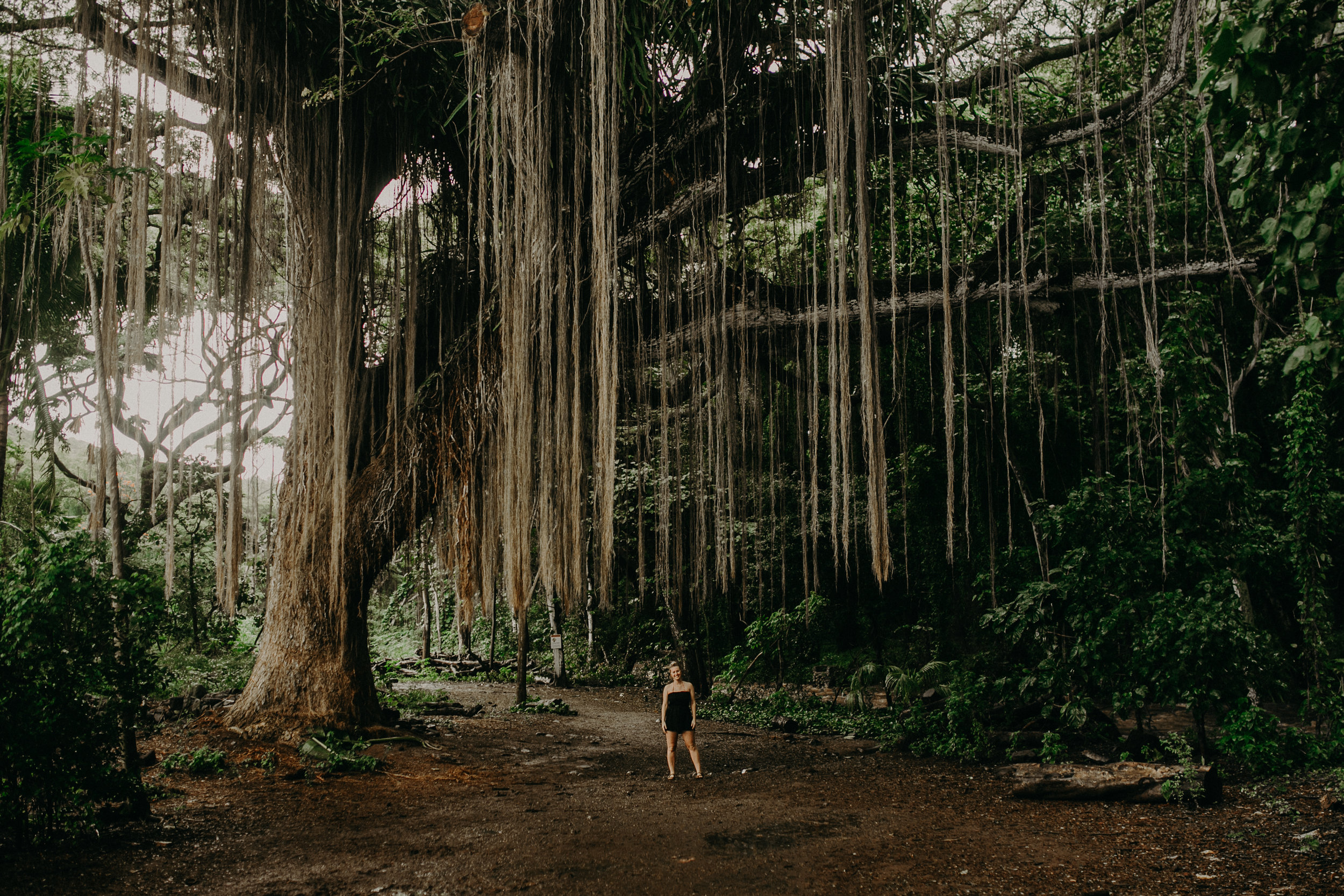  a small beautiful woman stands under an incredible tall banyon tree on Maui 
