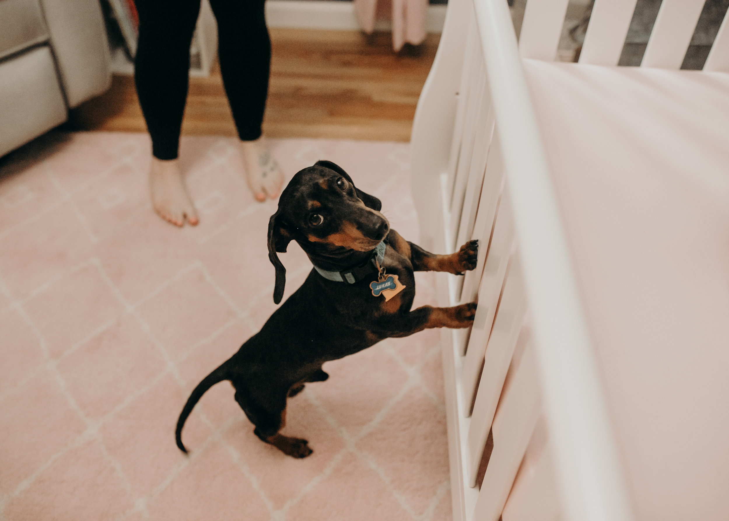 Dachsund dog poses during newborn photos with Andrea Wagner Photography