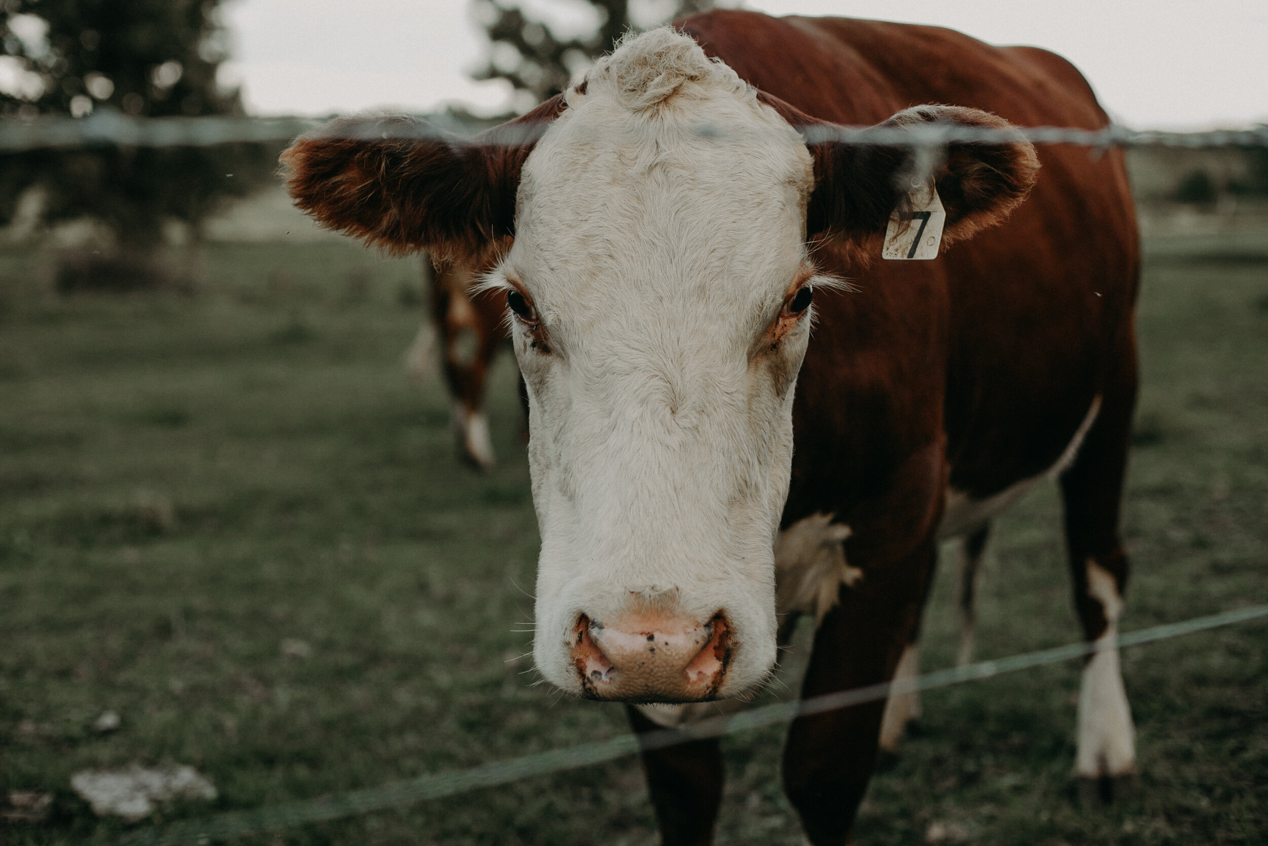  the cows come up to the fence during your wedding held at The Mumm Barn in Clayton WI 