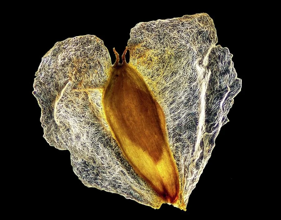 postage and screen charge