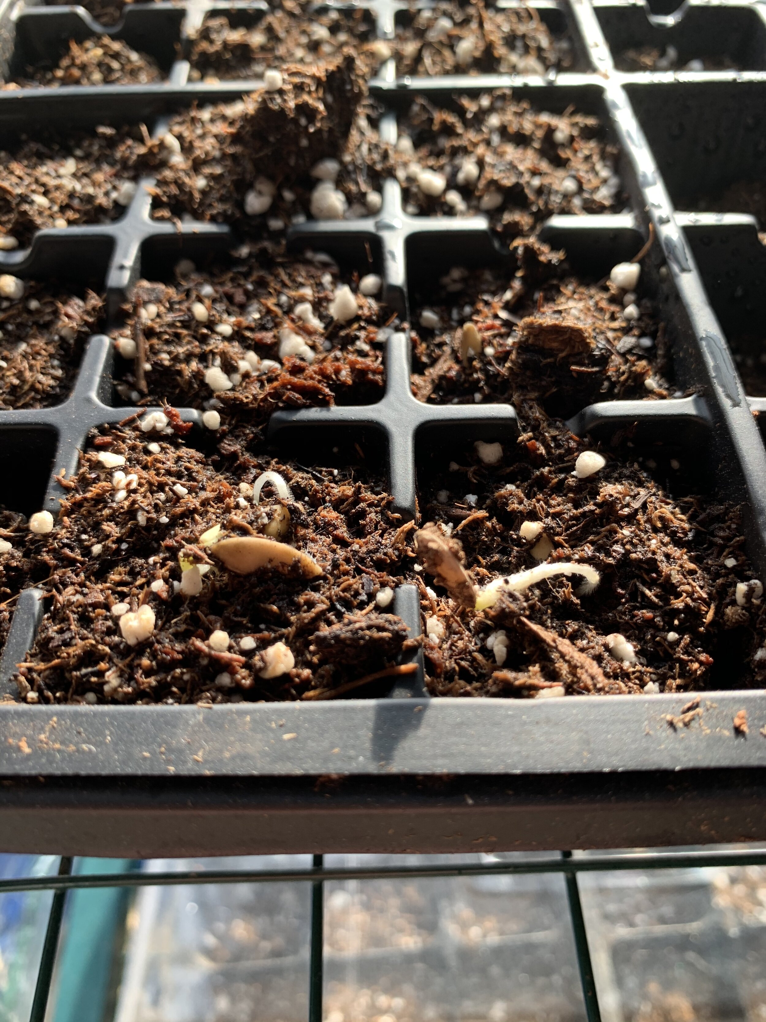 Two green sprouts in black plastic tray.