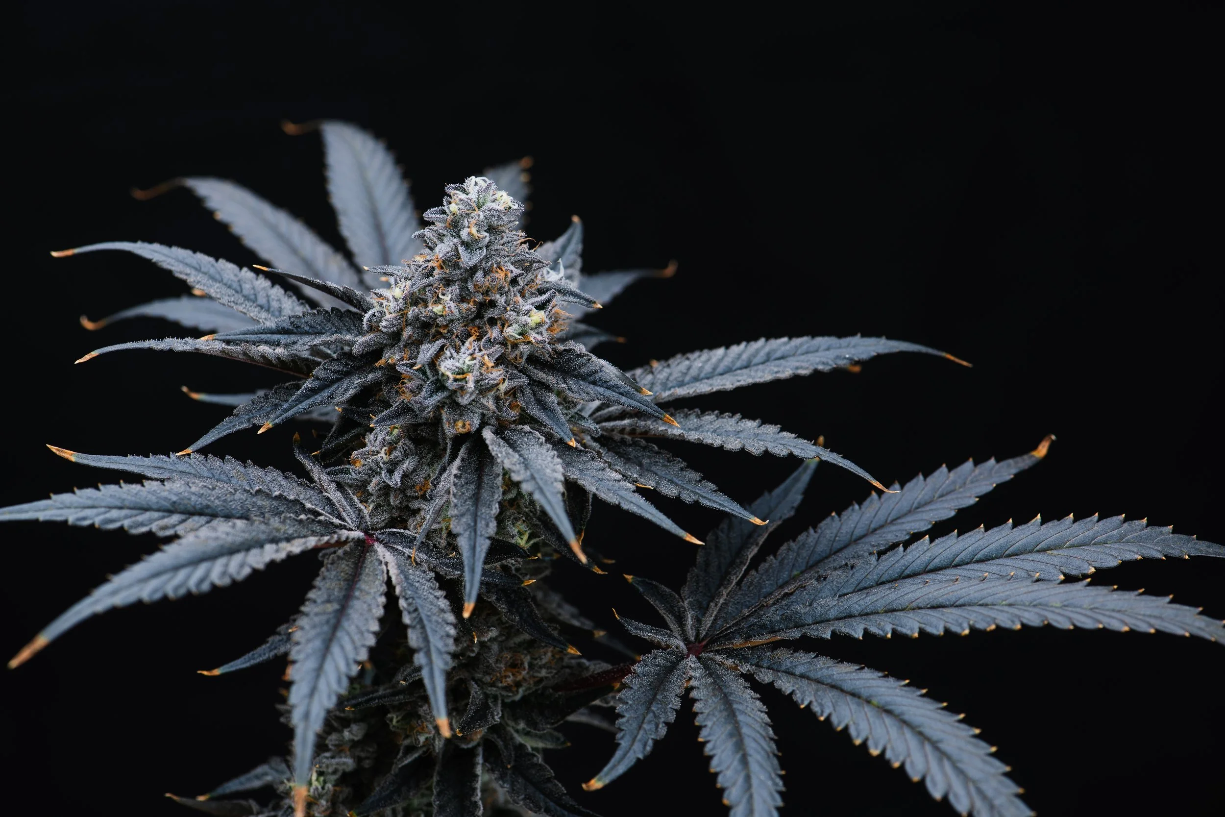 Candy Fumez-10102023-4.jpg