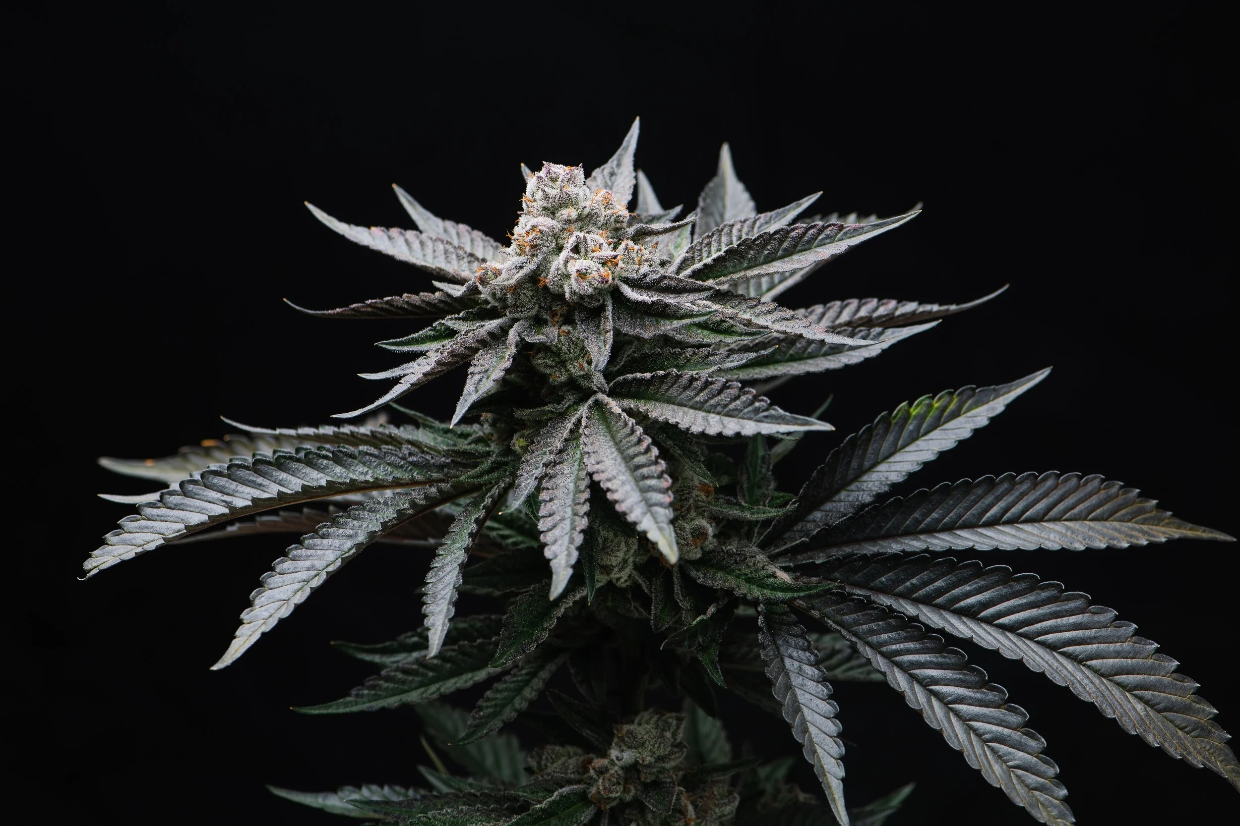 B+B 3-03-28-2023-4.jpg