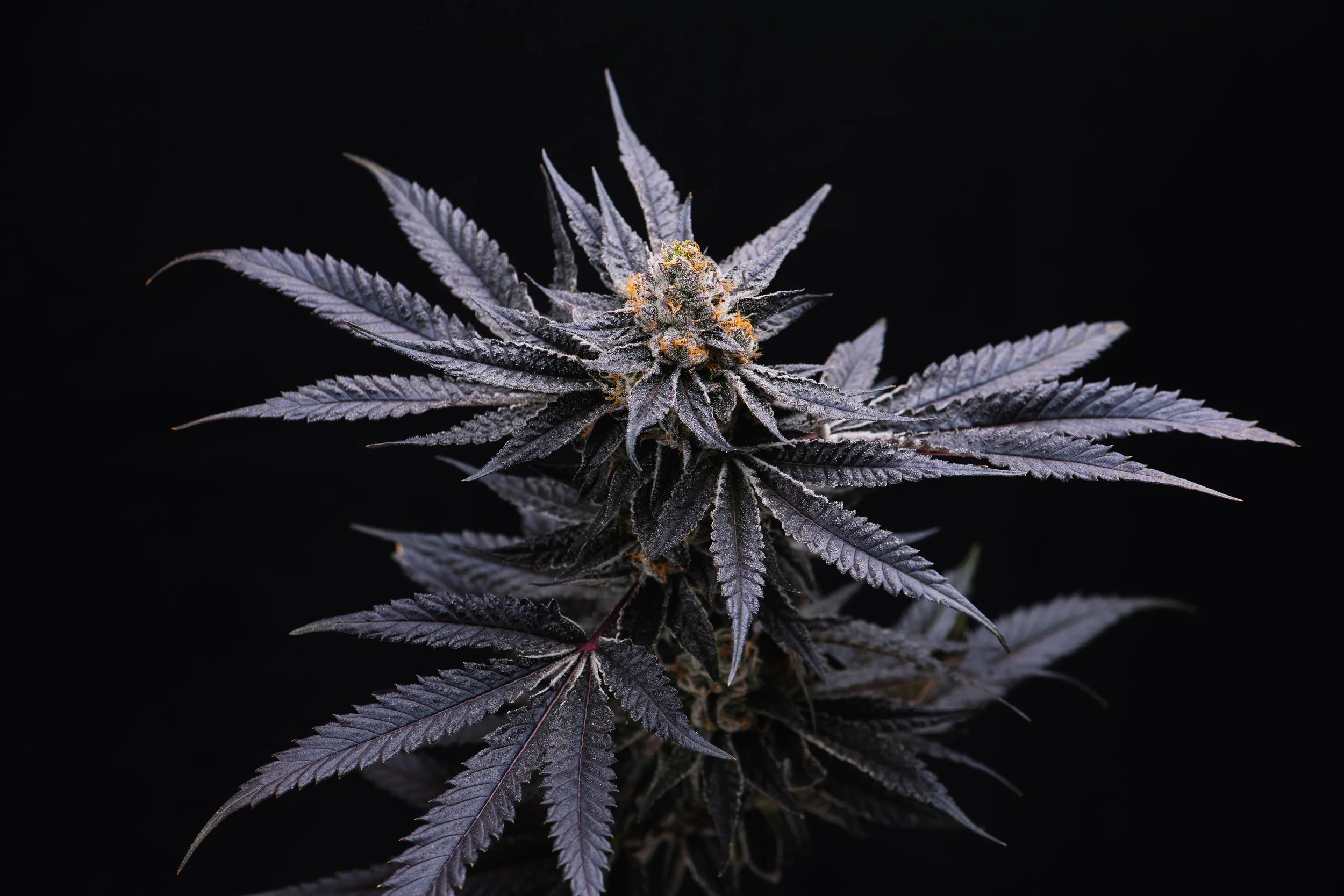 The Biz-20230620-8.jpg