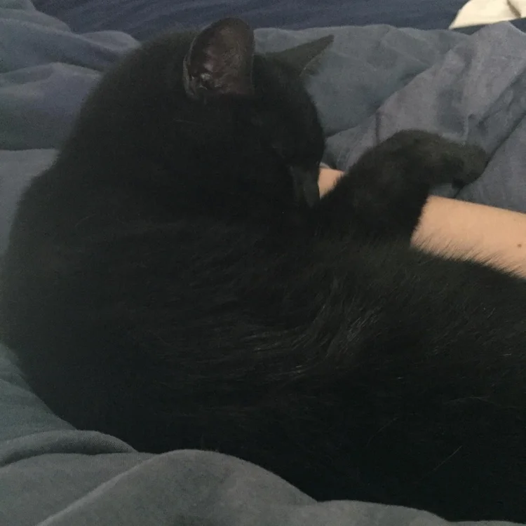 Loki