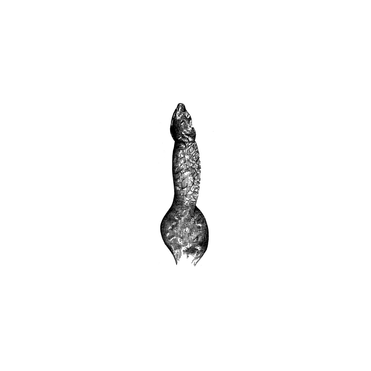 canis-familiaris-male_s.jpg