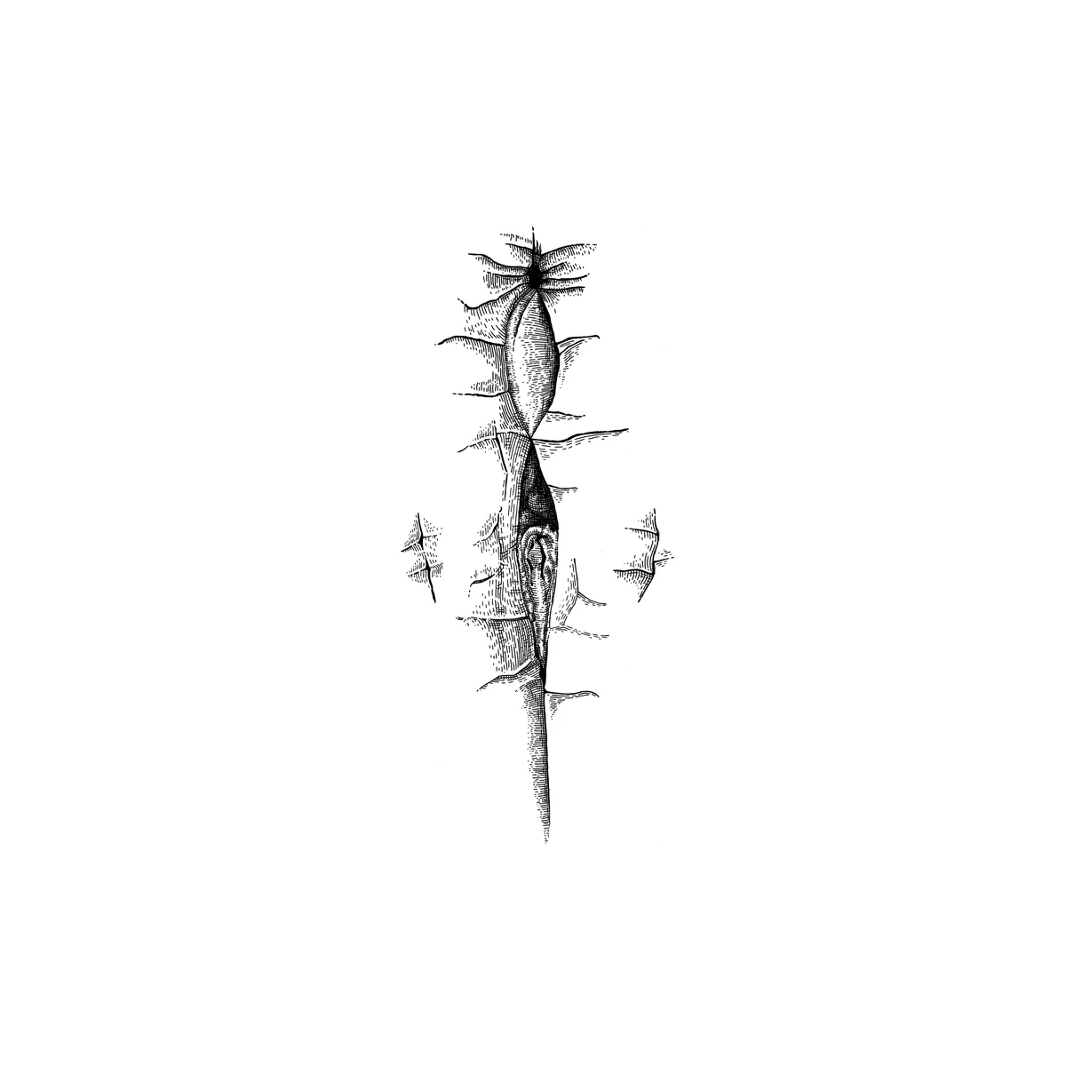 delphinis-capensis-female_s.jpg