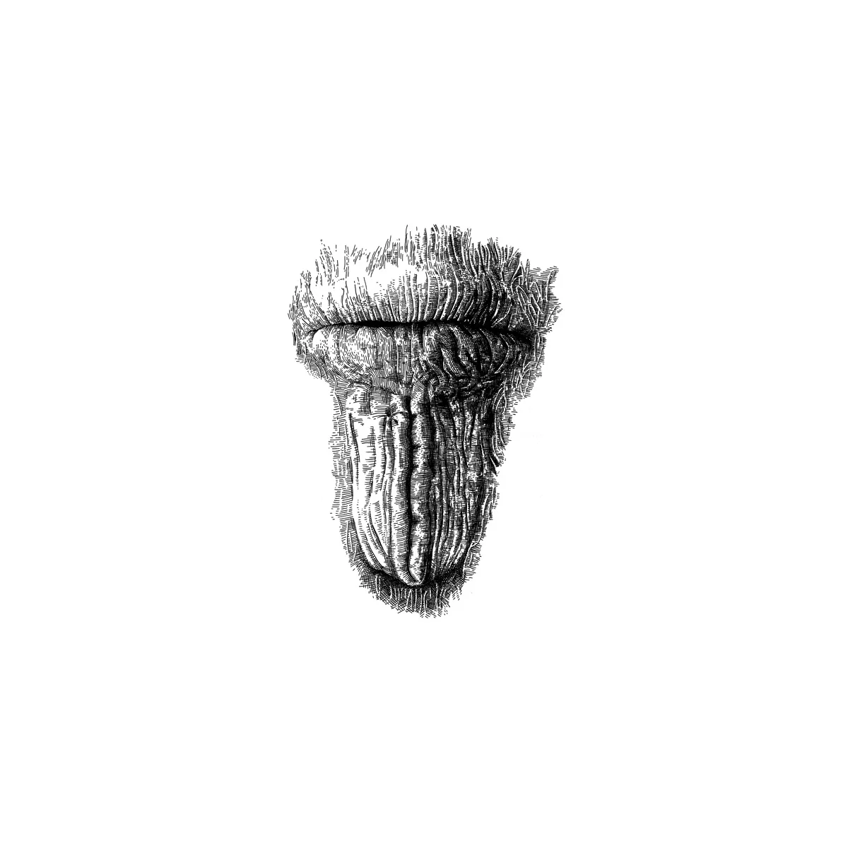 sus-scrofa-female_s.jpg