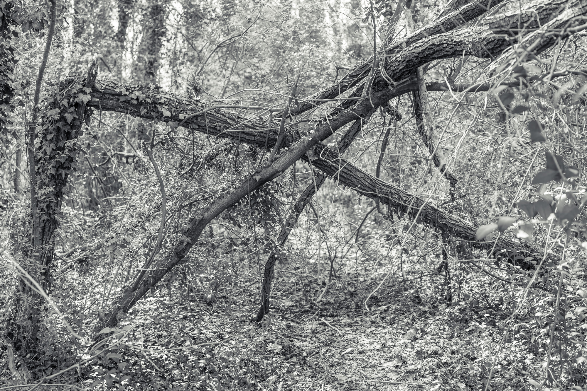 Parco del Piave Treviso - Italy // April 2014