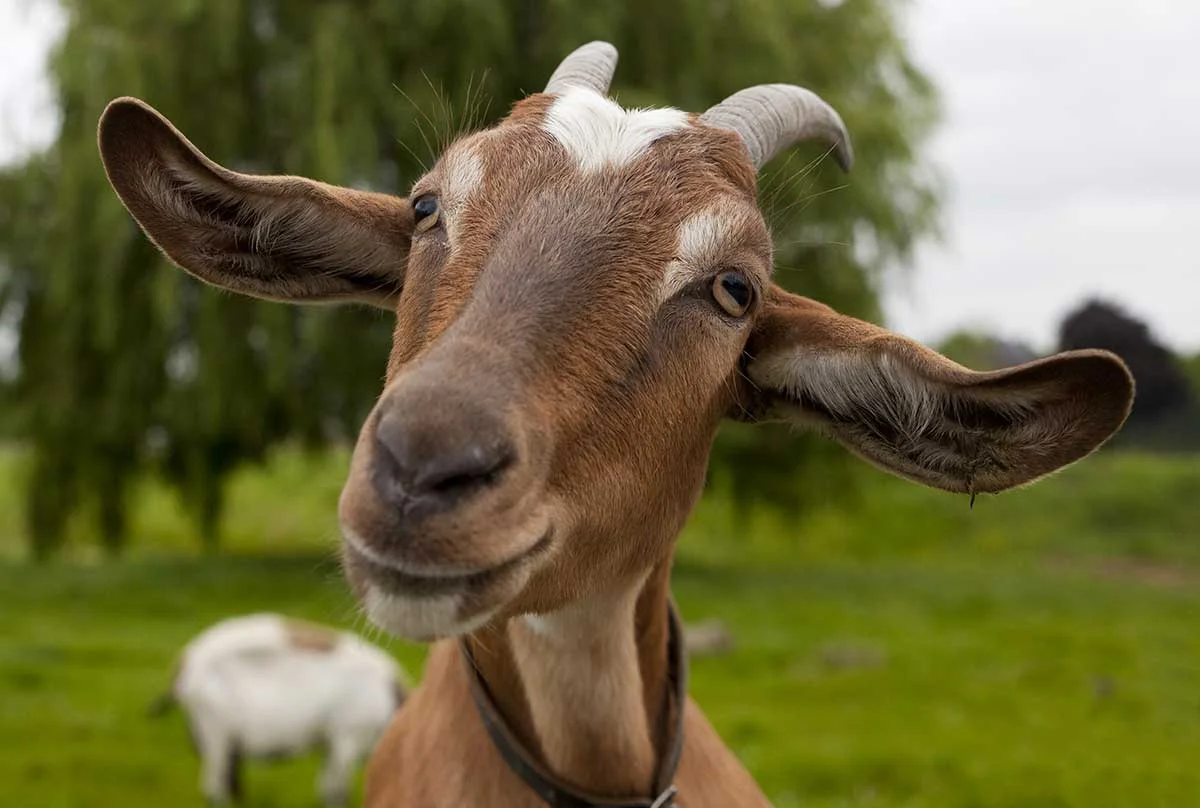 GOATS...SO CLEVER, SO FAST