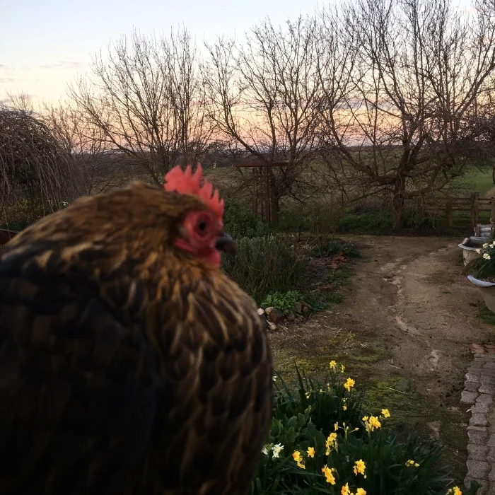 HAPPY CHOOKS, WITH SUNSET VIEWS
