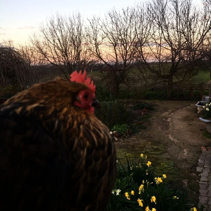 HAPPY CHOOKS, WITH SUNSET VIEWS