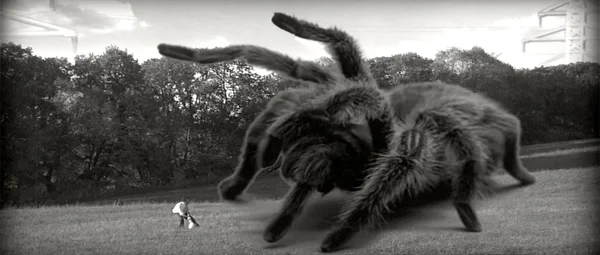 SPIDER