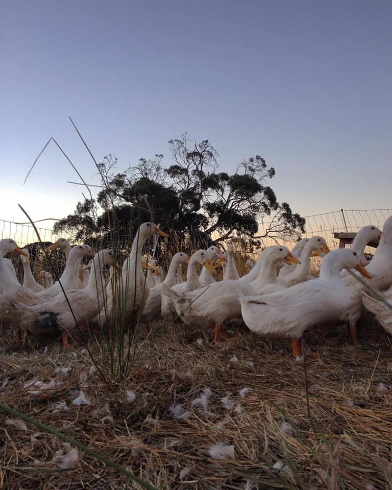 Ben Grounds - VUE DU VOLCAN FARM