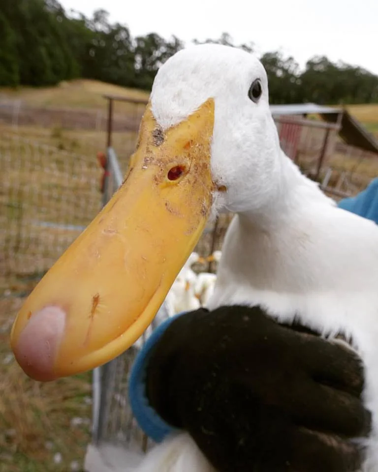ducks 2.jpg